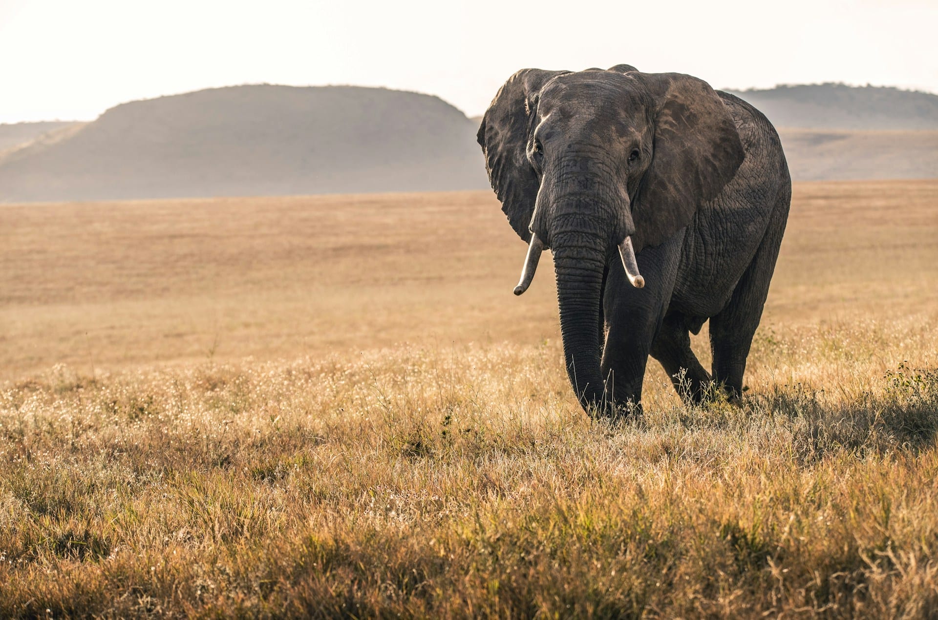 Spotting the African Elephant while on a Kenyan Safari
