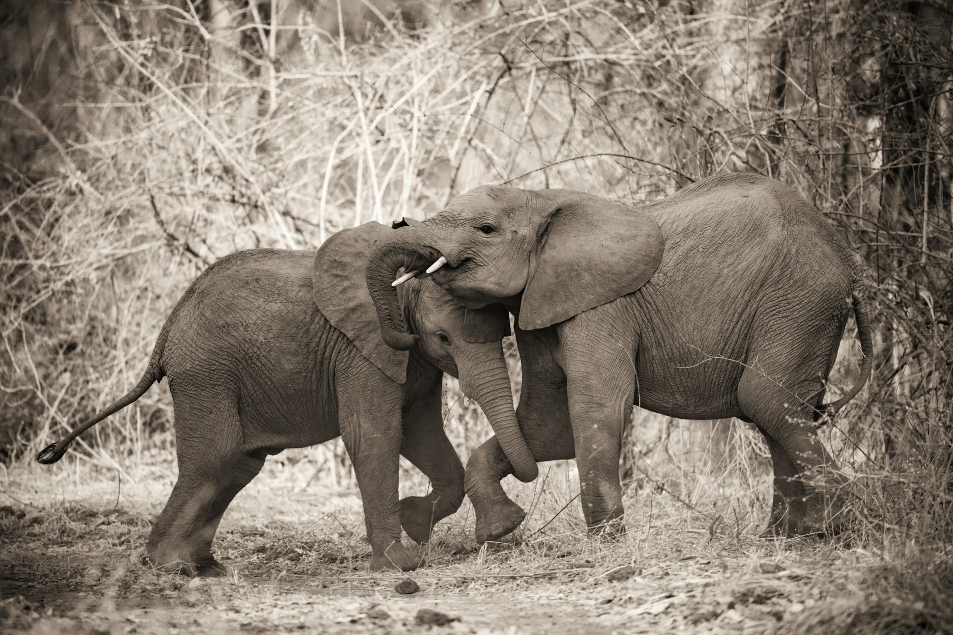 Little elephants playing