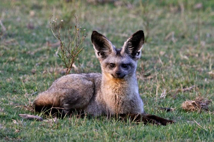 Wildlife at Oserengoni