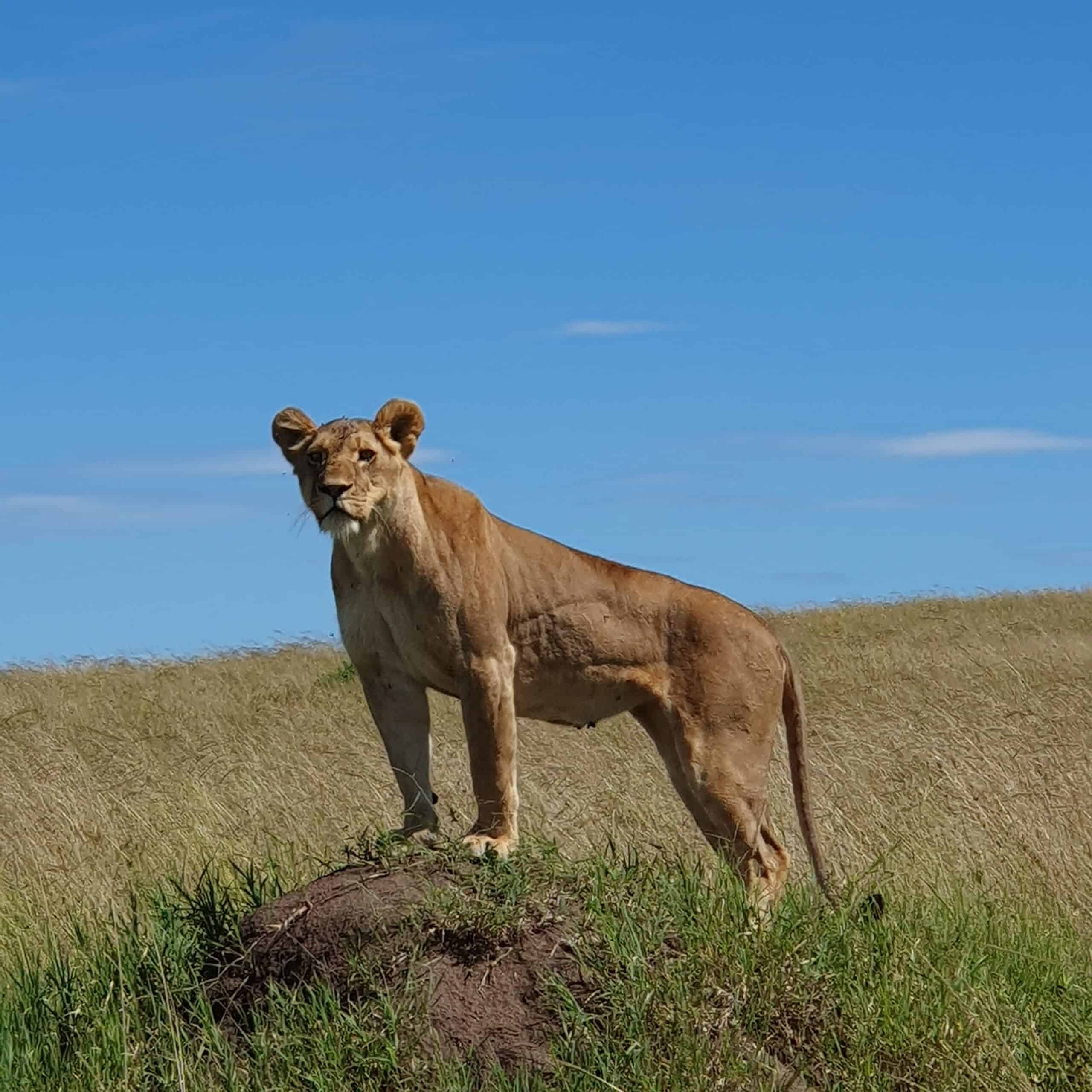 A lioness in Tanzania