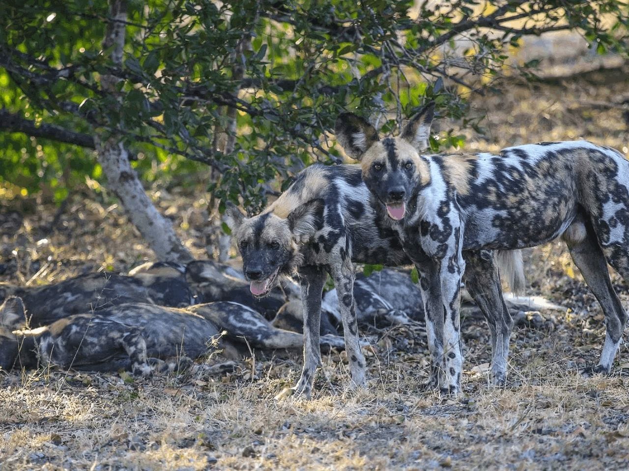 11 Days Luxury Tanzania Nyerere & Zanzibar Safari