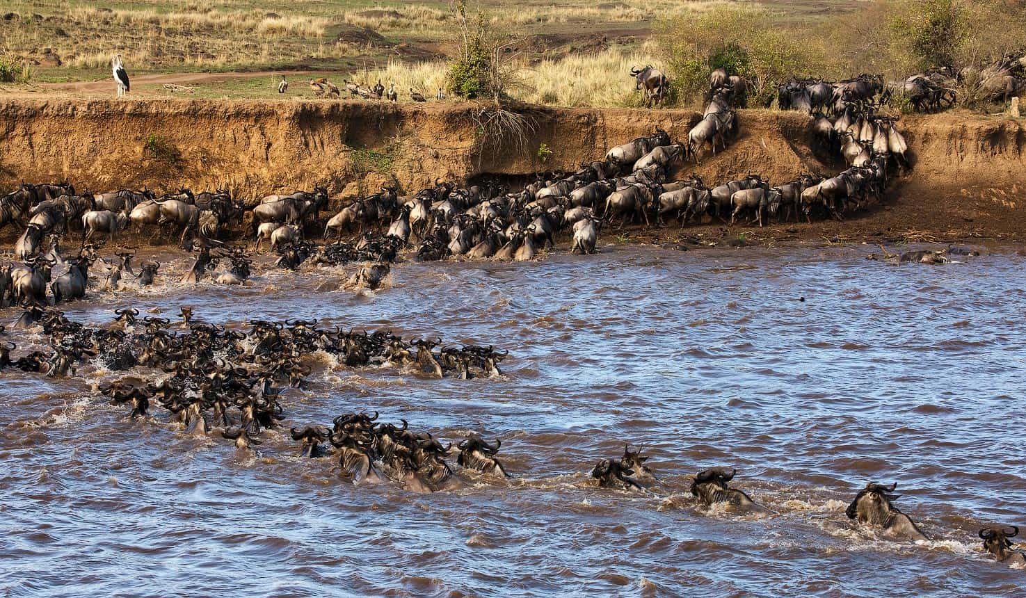 Wildebeest Migration safari river crossing in Kenya