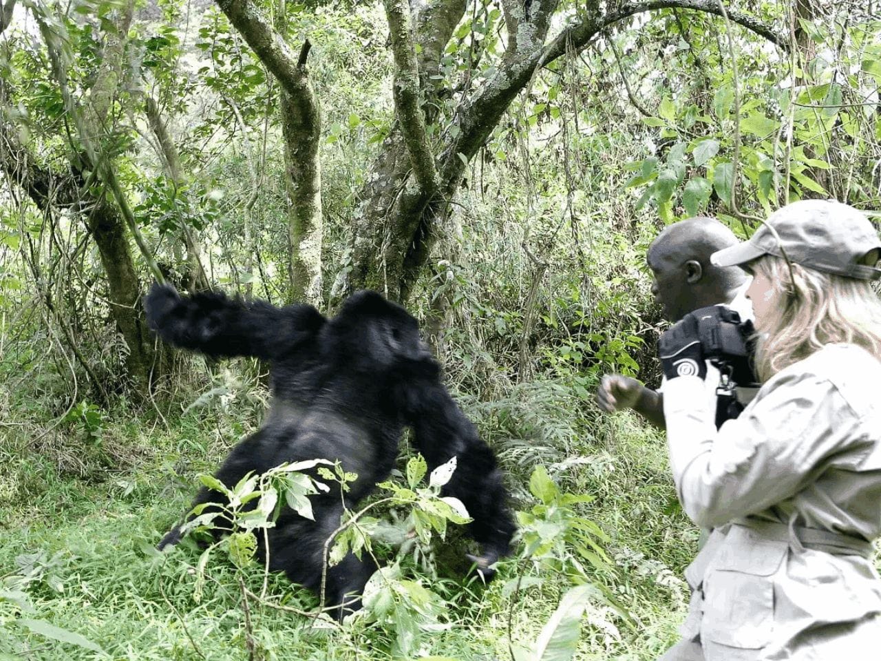 Gorilla Trekking