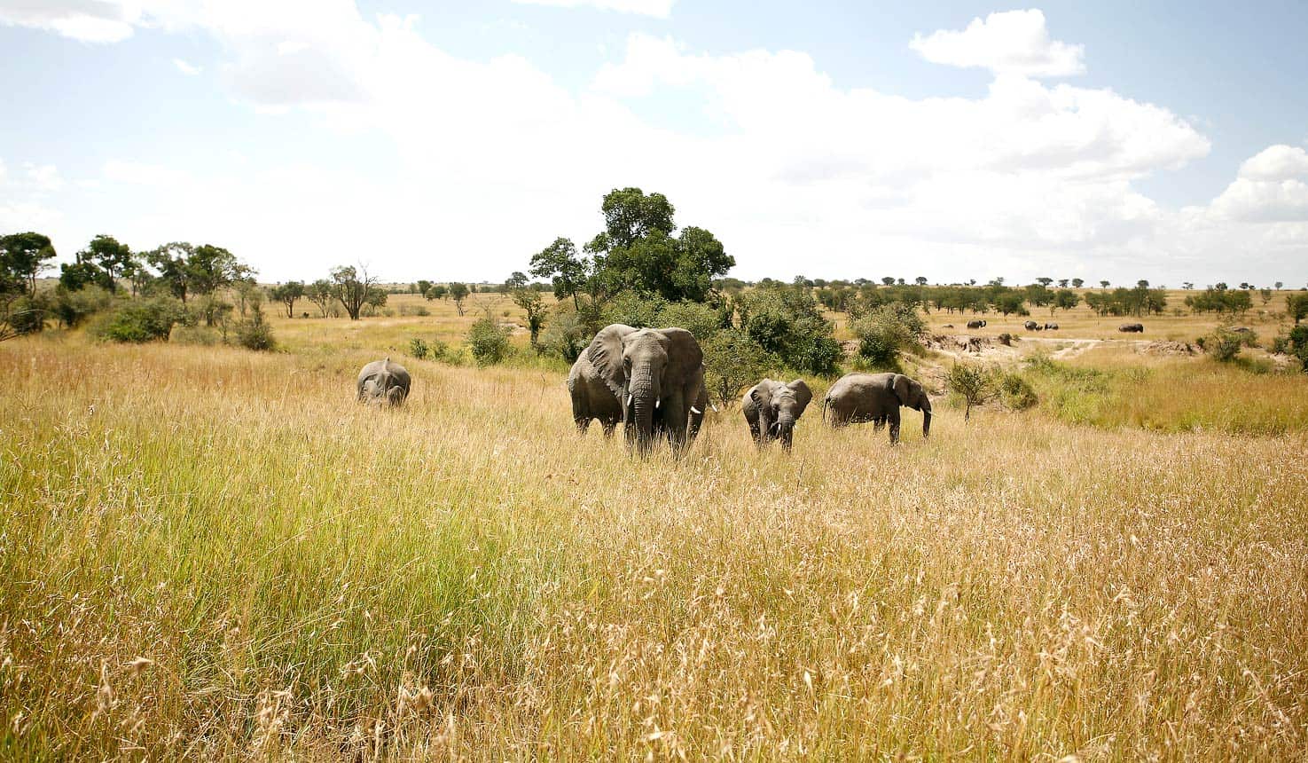 4 Days Tanzania Safari