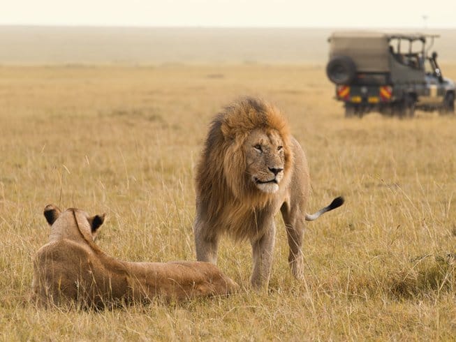 Game drive spotting lions in Kenya