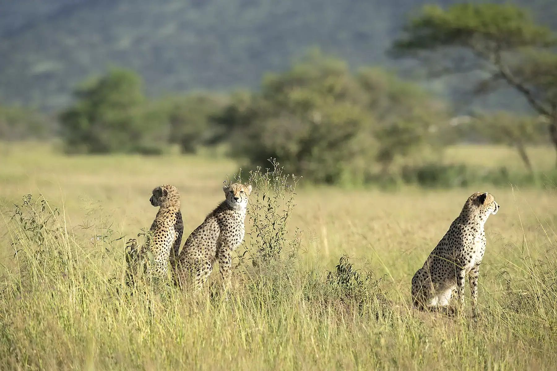 Close-up of three cheetahs resting in the grasslands of Maasai Mara.
