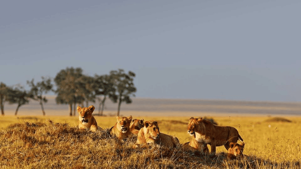 Explore top National Parks in Kenya for thrilling wildlife encounters