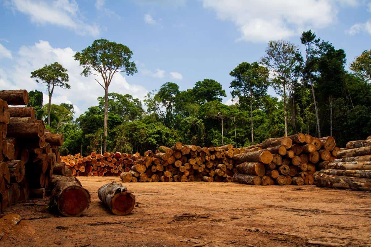 Logs of timber in a forest setting with lush green trees and blue sky.