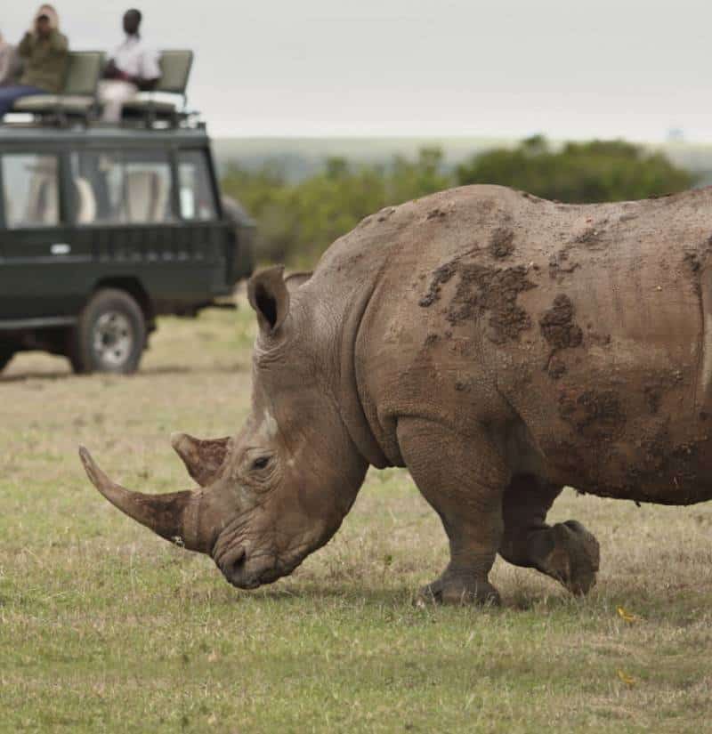 Spotting rhino on a kenya safari