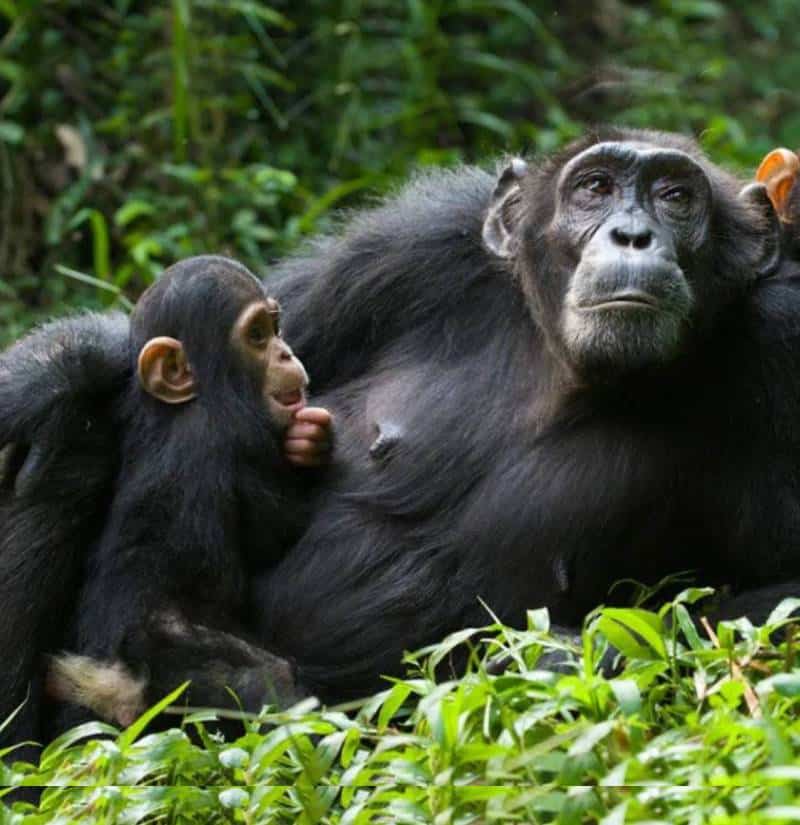 Mountain gorillas in Rwanda