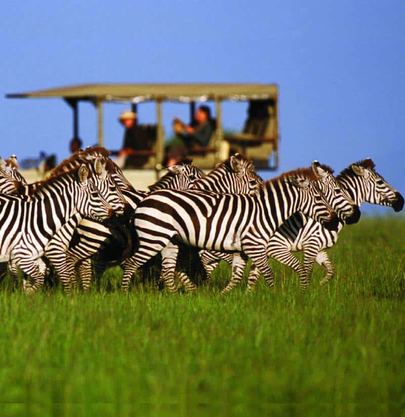 A herd of zebras in Uganda
