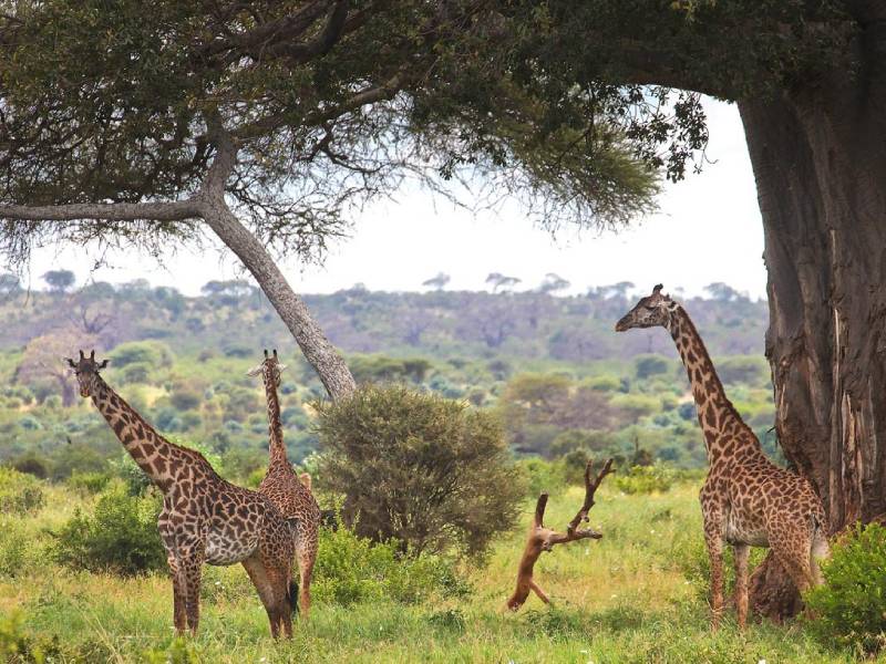 A tower of giraffes relaxing under baobab tree.