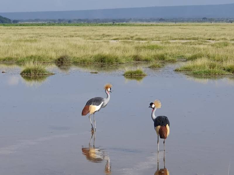 Stunning image of cranes in wetland habitat, perfect for safari and wildlife photography enthusiasts.
