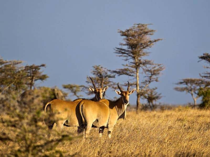 Majestic antelopes on an African savannah at sunset.