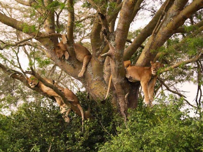 tree-climbing lions in Lake Manyara, Tanzania