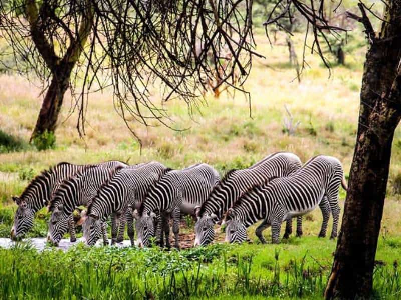 A herd of zebras quenching their thirsts.