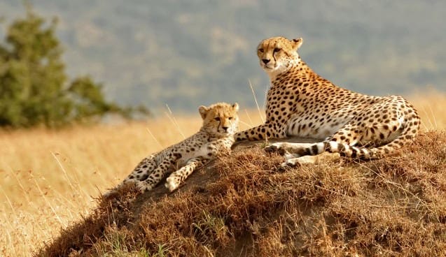 A cheetah and her cub relaxing.