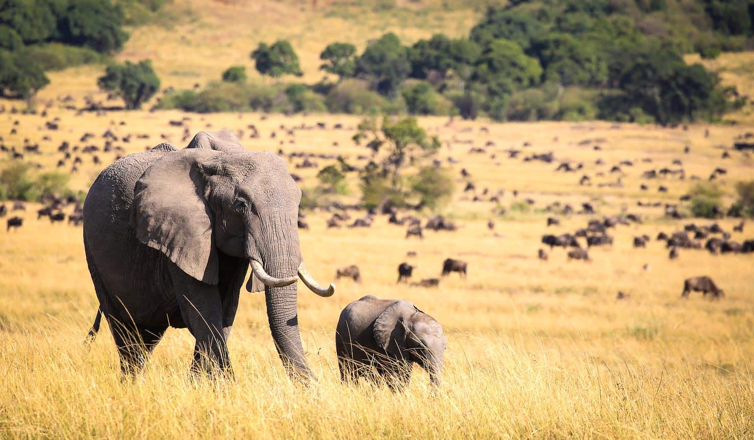 Elephant and her cub at the Masai Mara National Reserve