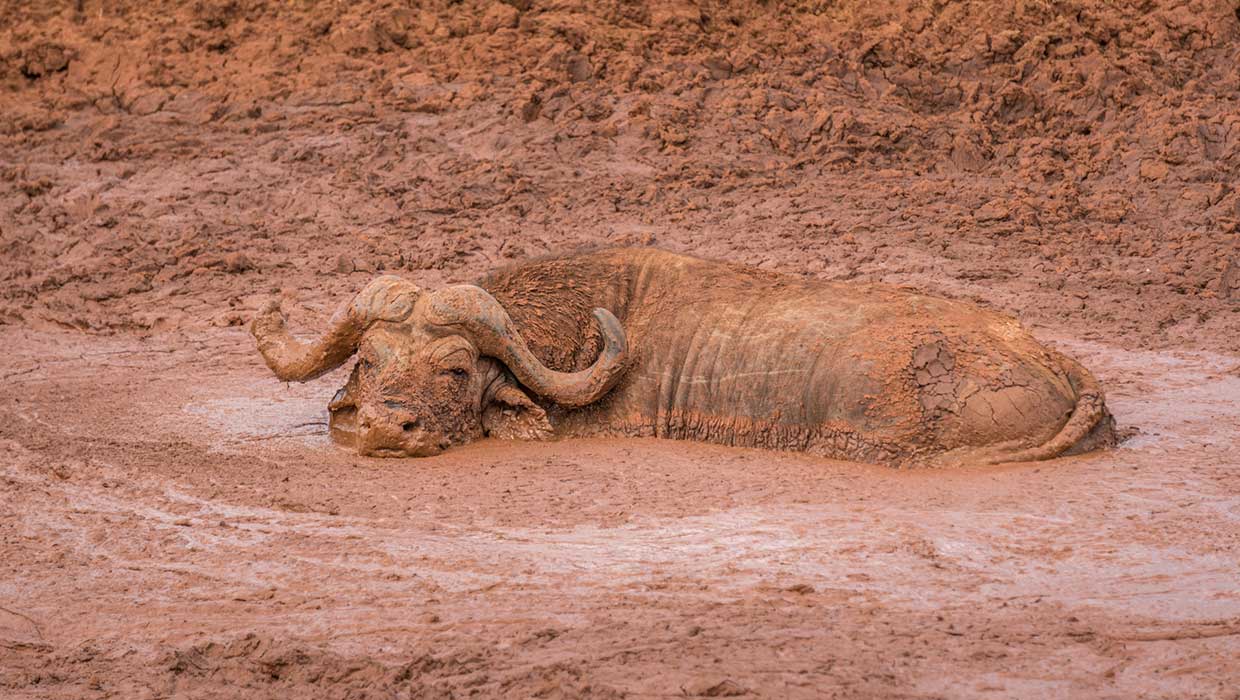 A buffalo playing in mud