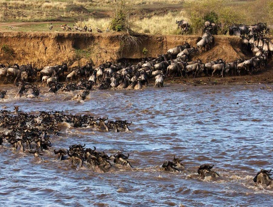 The wildbeest Migration from Serengeti to Maasai mara.