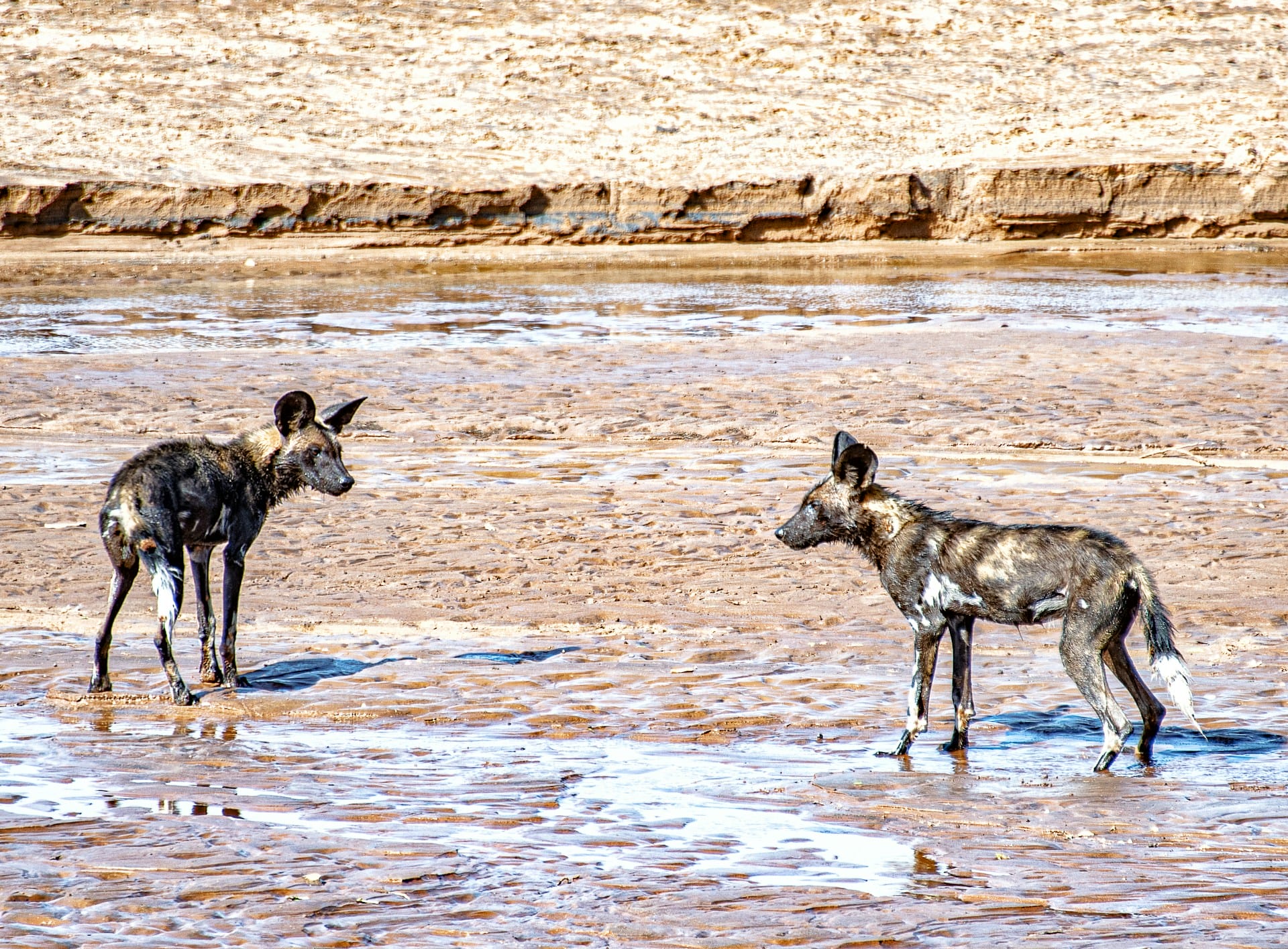 African wild dogs playing in the river bank
