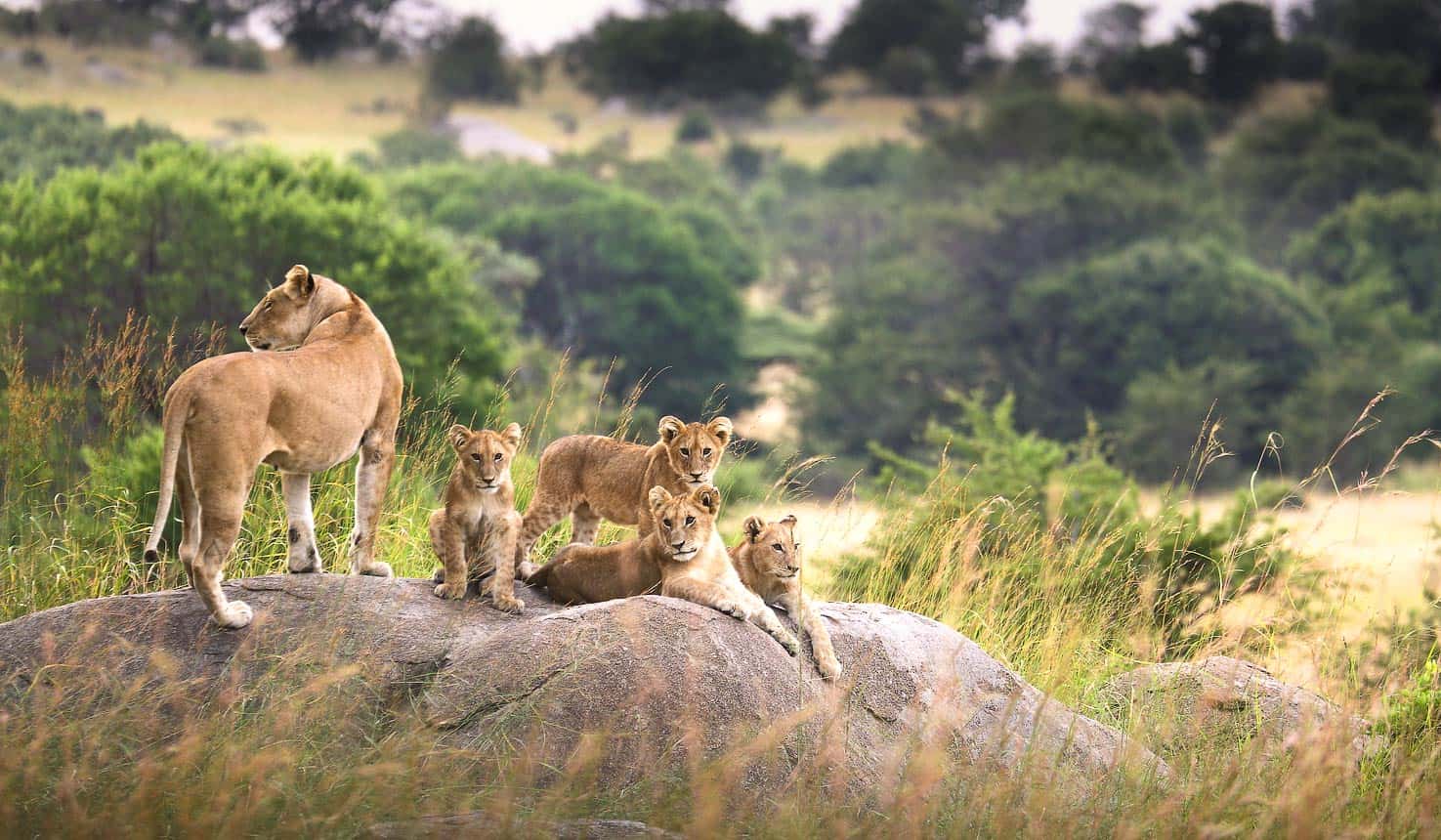 A lioness and her cub in Serengeti