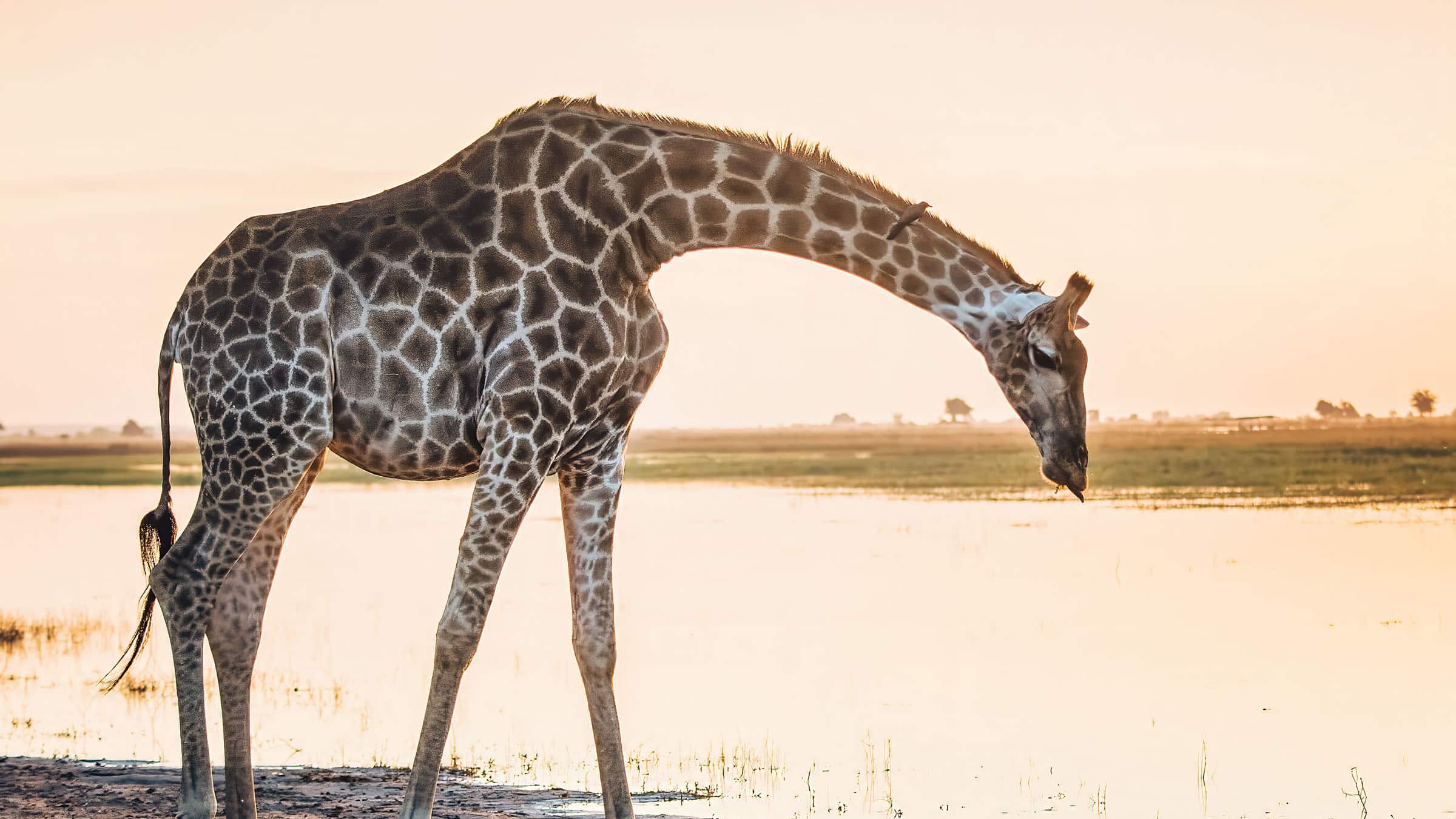 The Southern Giraffe, a species of the giraffe