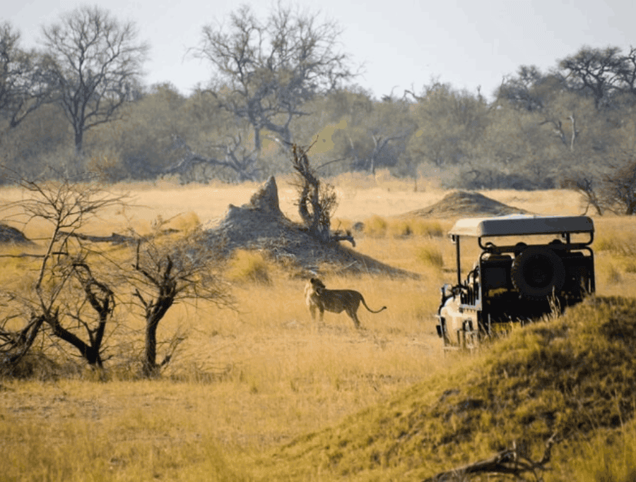 Visitors enjoying a closer view of wildlife during a safari.