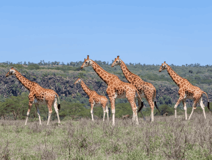 A Tower of Giraffes on a wildlife safari in Africa