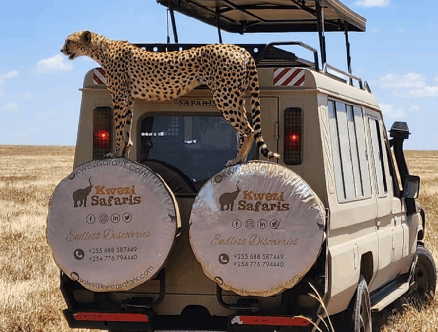 A cheetah relaxing on top of one of kwezi safaris land cruisers whileon a safari.