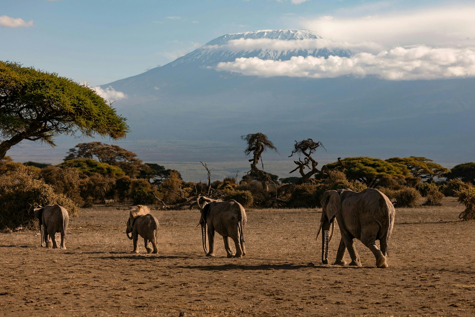 Huge herds of elephants in Amboseli against the backdrop of Mount Kilimanjaro