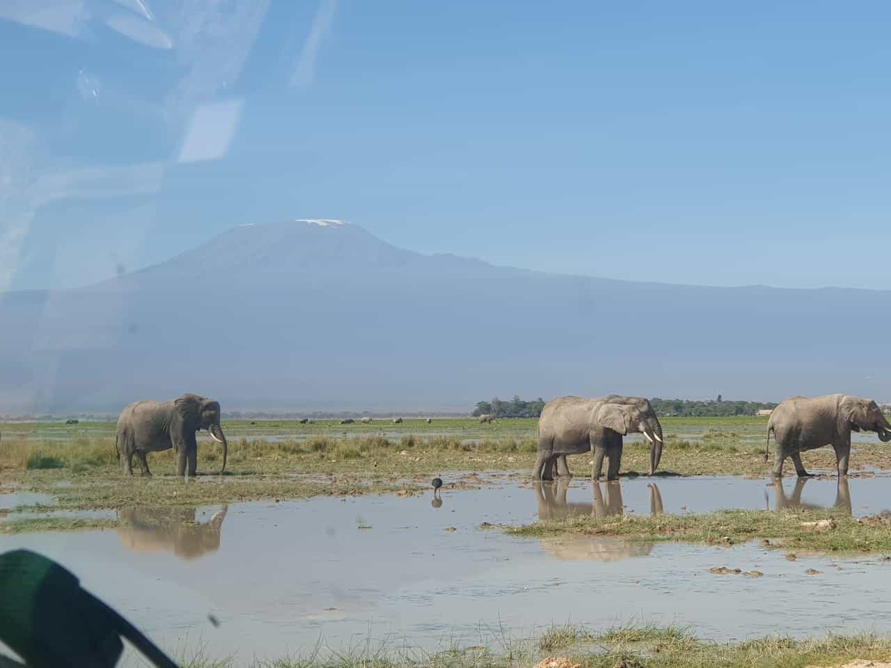 Spotting the majestic giants of Africa on a Kenya Elephant Safari