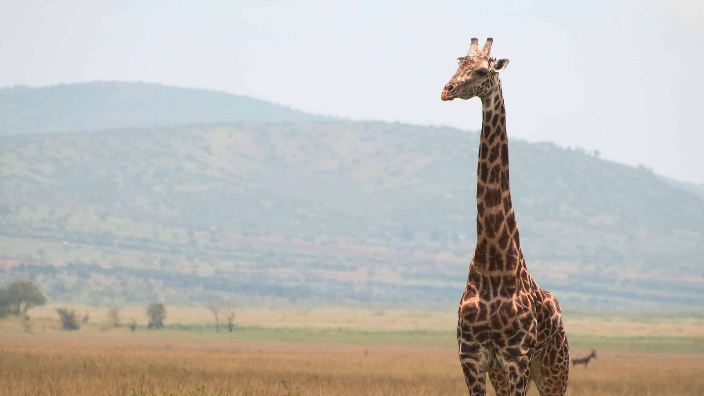 The Maasai Giraffe strolling through Africa's endless plains