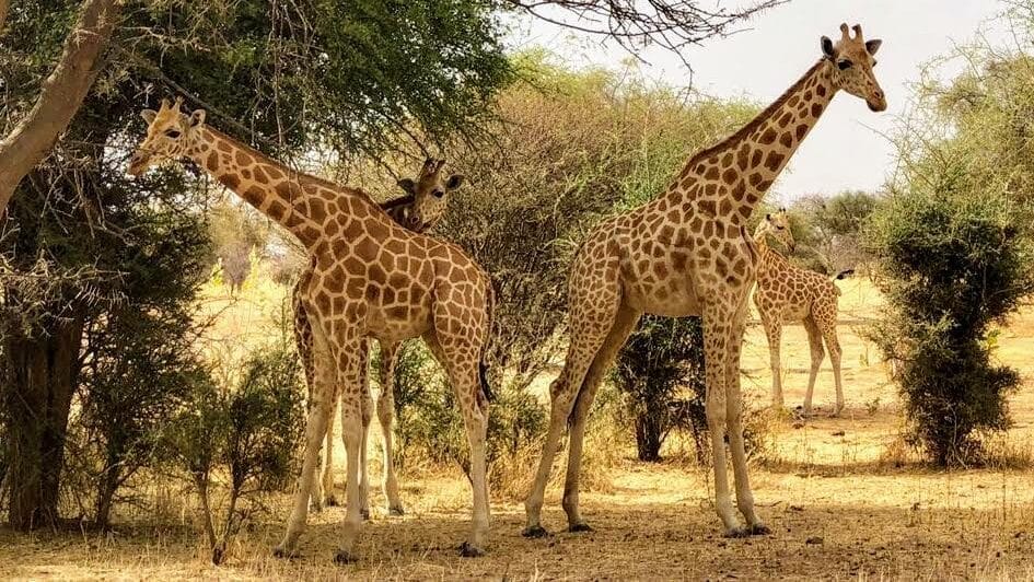 The Northern Giraffe Species
