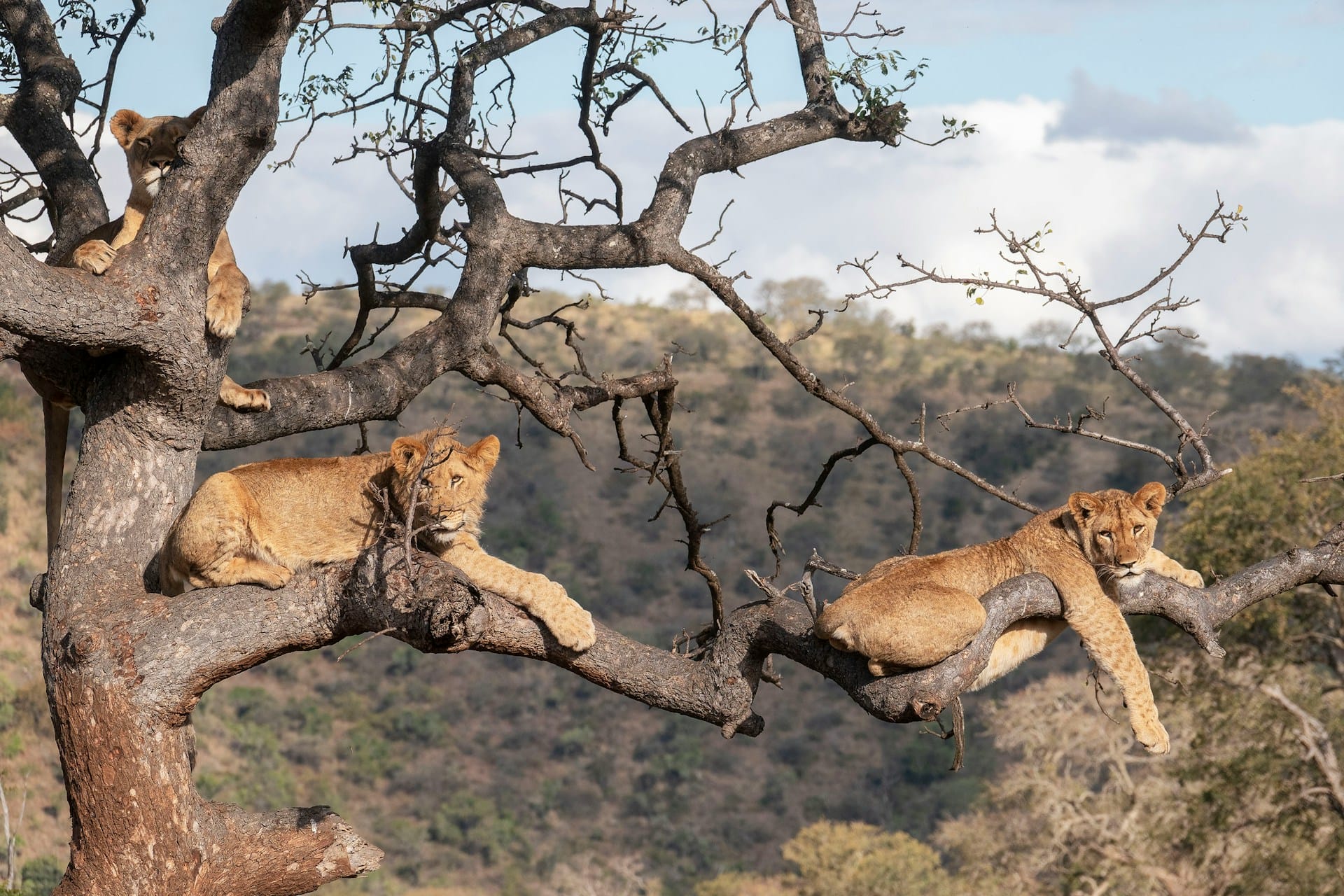 The tree-climbing lions of Lake Manyara