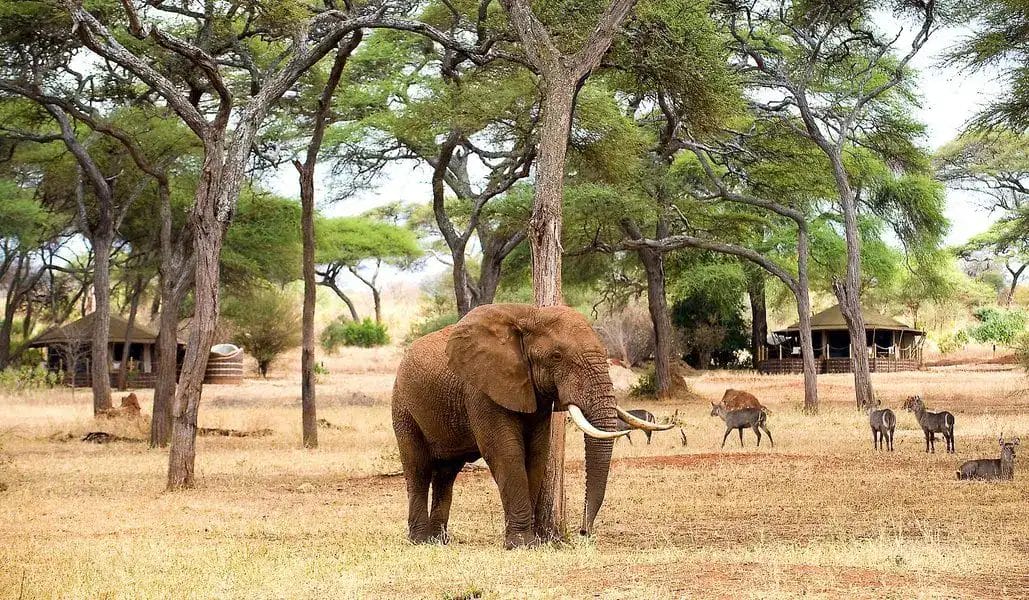 An Elephant relaxing under a tree while Antelopes are grazing around.