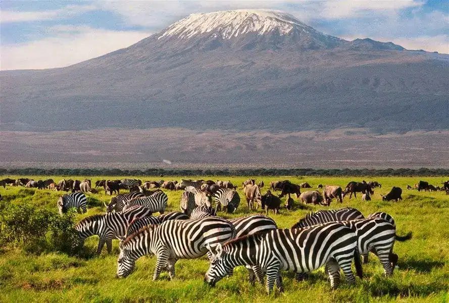 Zebras grazing against the backdrop of Mount Kilimanjaro