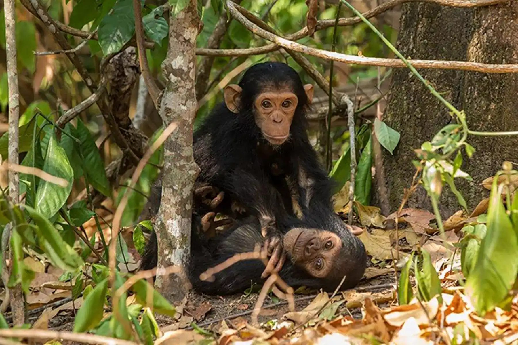 Chimpanzee Tour