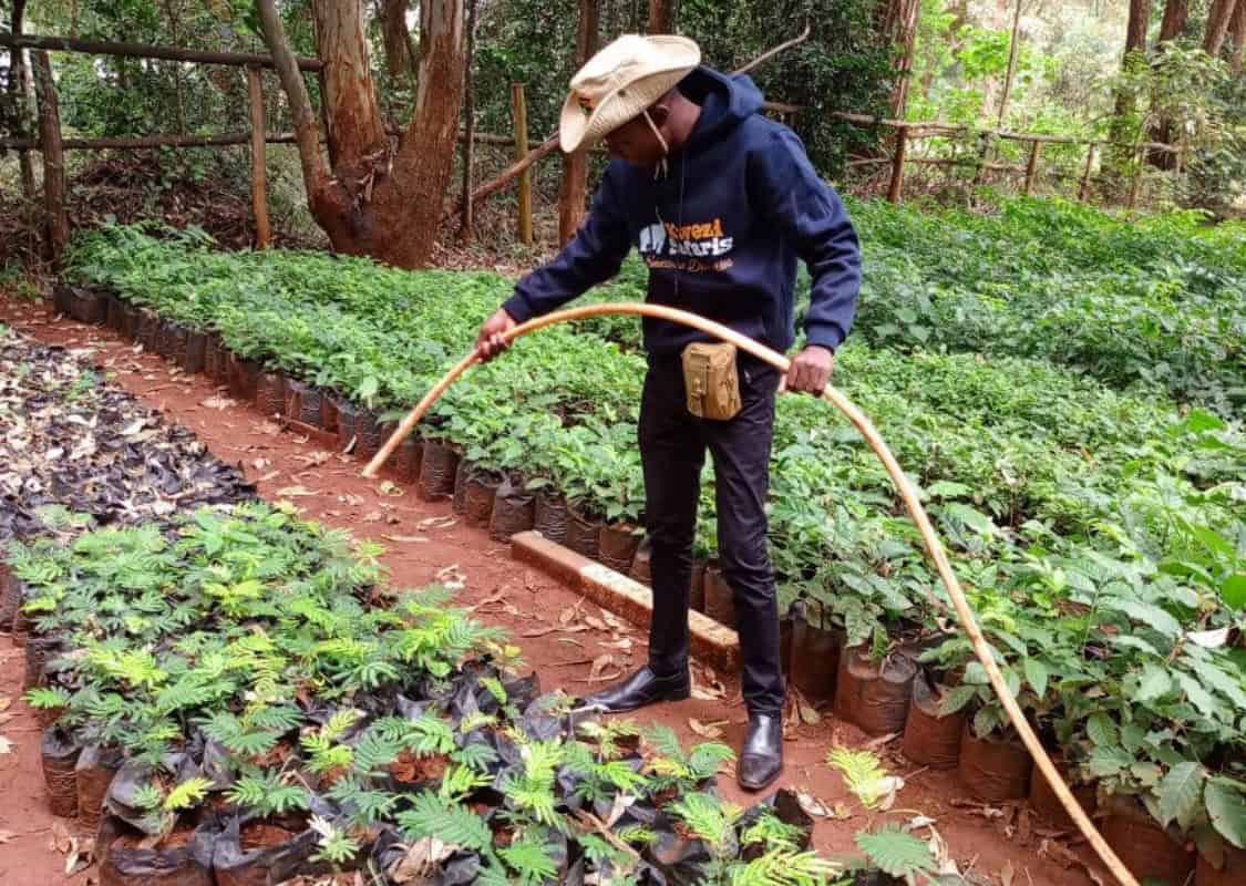 A Kwezi Safaris member watering trees on a tree-planting initiative in Kijabe