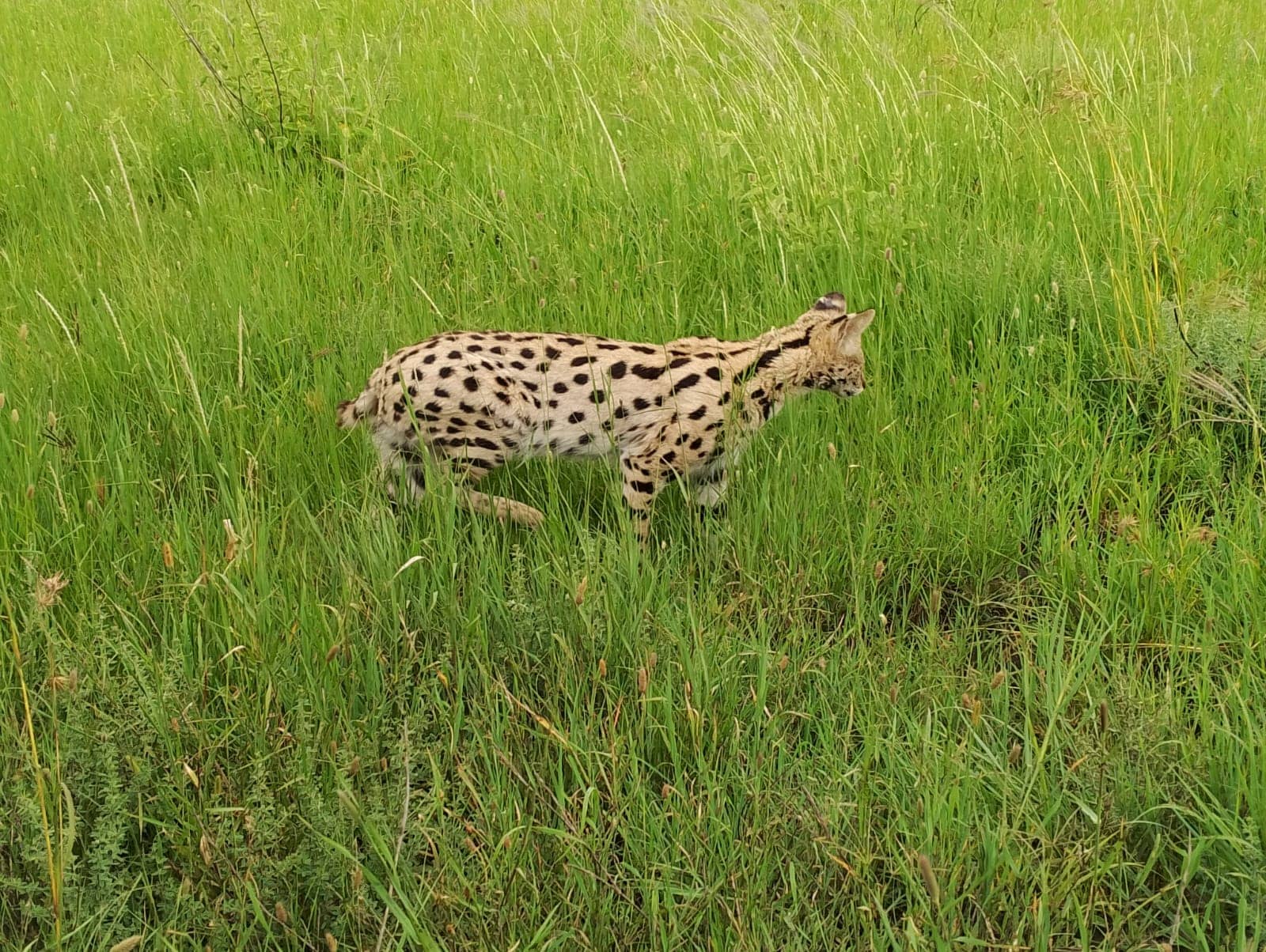 Serval cat in serengeti