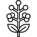 An acacia tree icon.