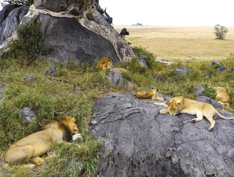 lion resting on rocky kopje in Serengeti
