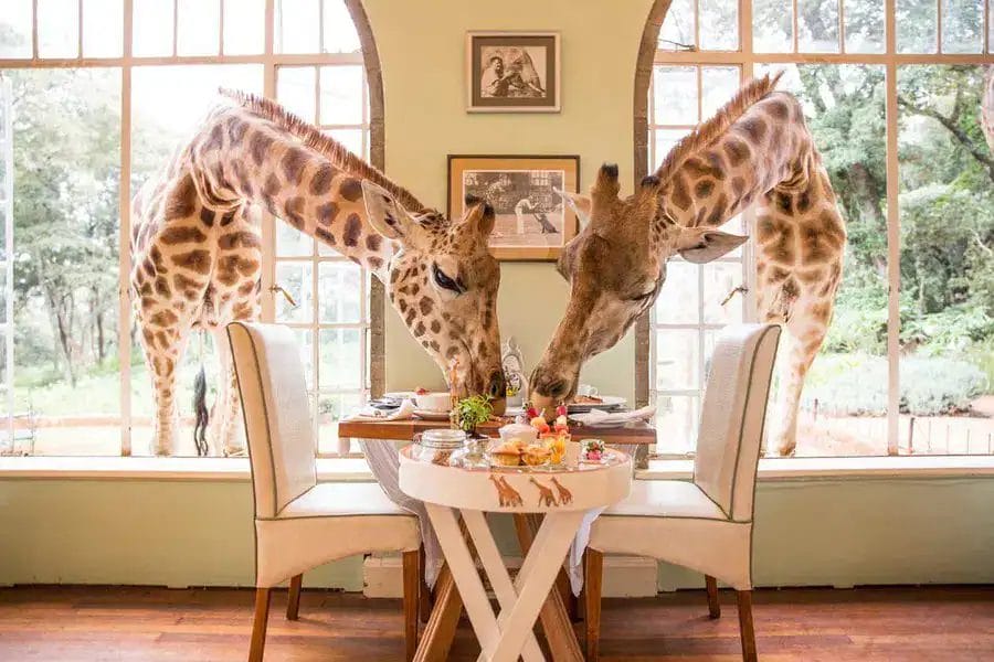 A breakfast with giraffes in an African Safari.