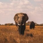 Discover Your Perfect African Safari