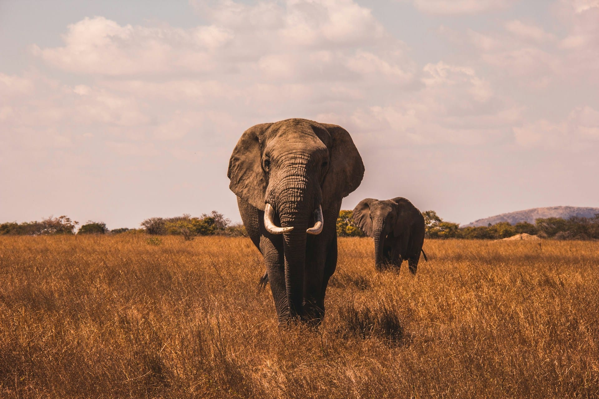Spot Africa Iconic Wildlife, including the elephant with African Safari Packages