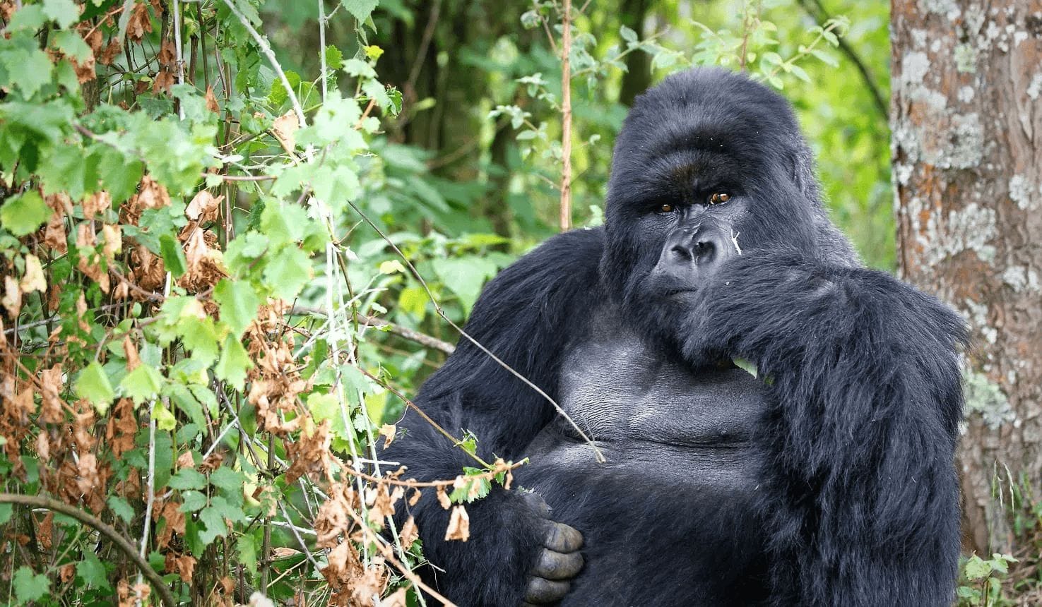 Mgahinga Gorilla National Park