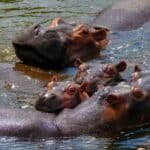 Hippopotamus Facts: Africa’s Most Dangerous Animal Explained