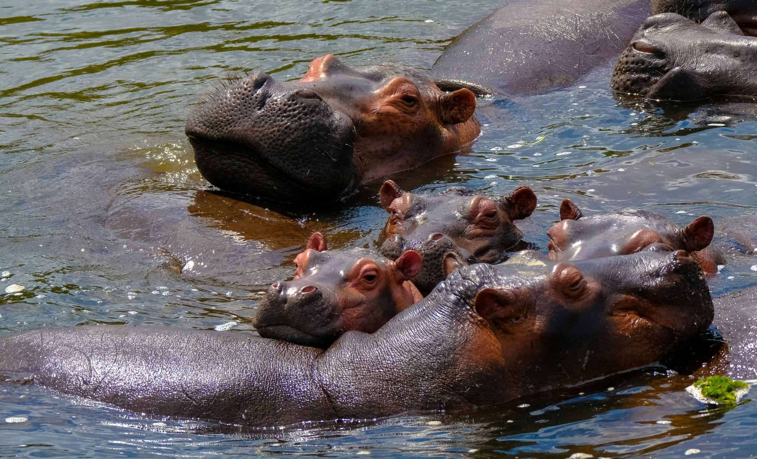 A guide to know everything about the hippopotamus
