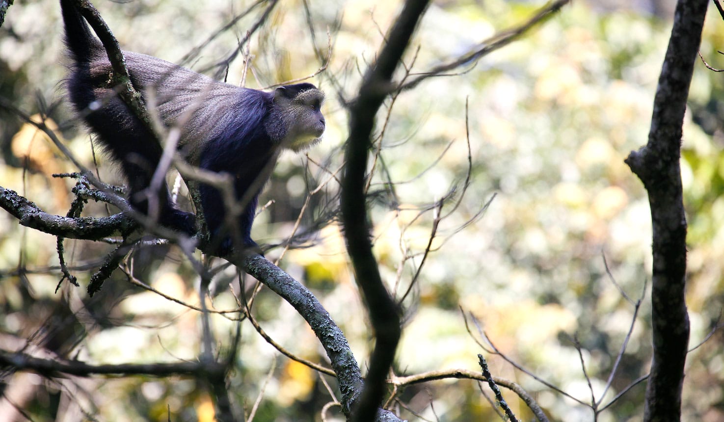 Nyungwe Forest National Park