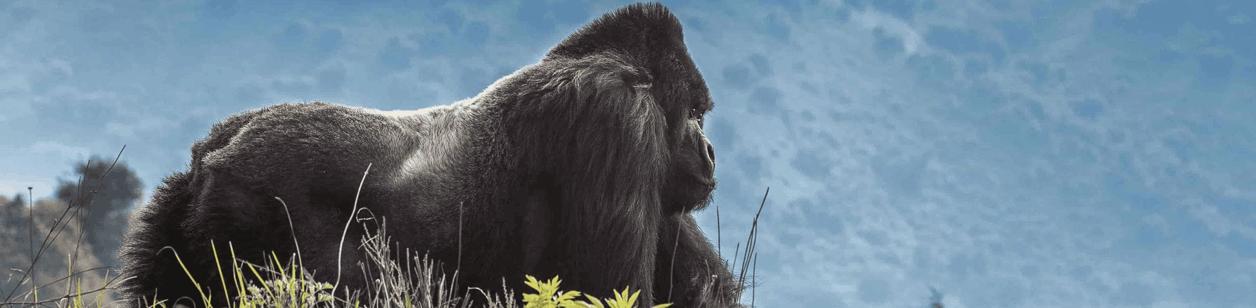 Volcanoes National Park